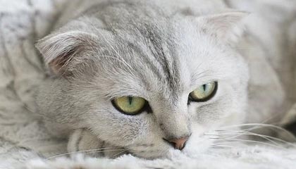 上海黄金交易所发布关于做好2024年中秋节期间市场风险控制工作的通知