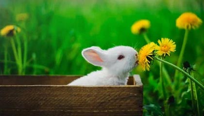 泰国钓鱼热点惊现脖子锁链女尸，身份不明