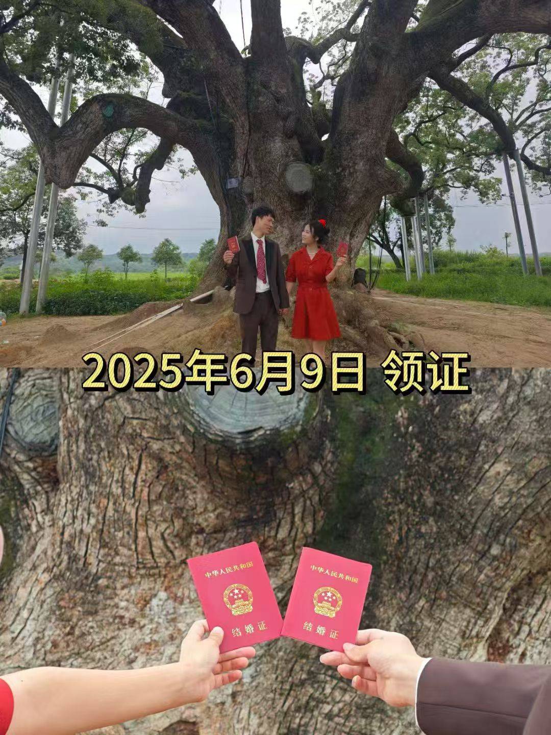 岳阳情侣连续9年在家乡千年古樟树下合影，今年国庆终修正果：希望爱情像古树一样长久