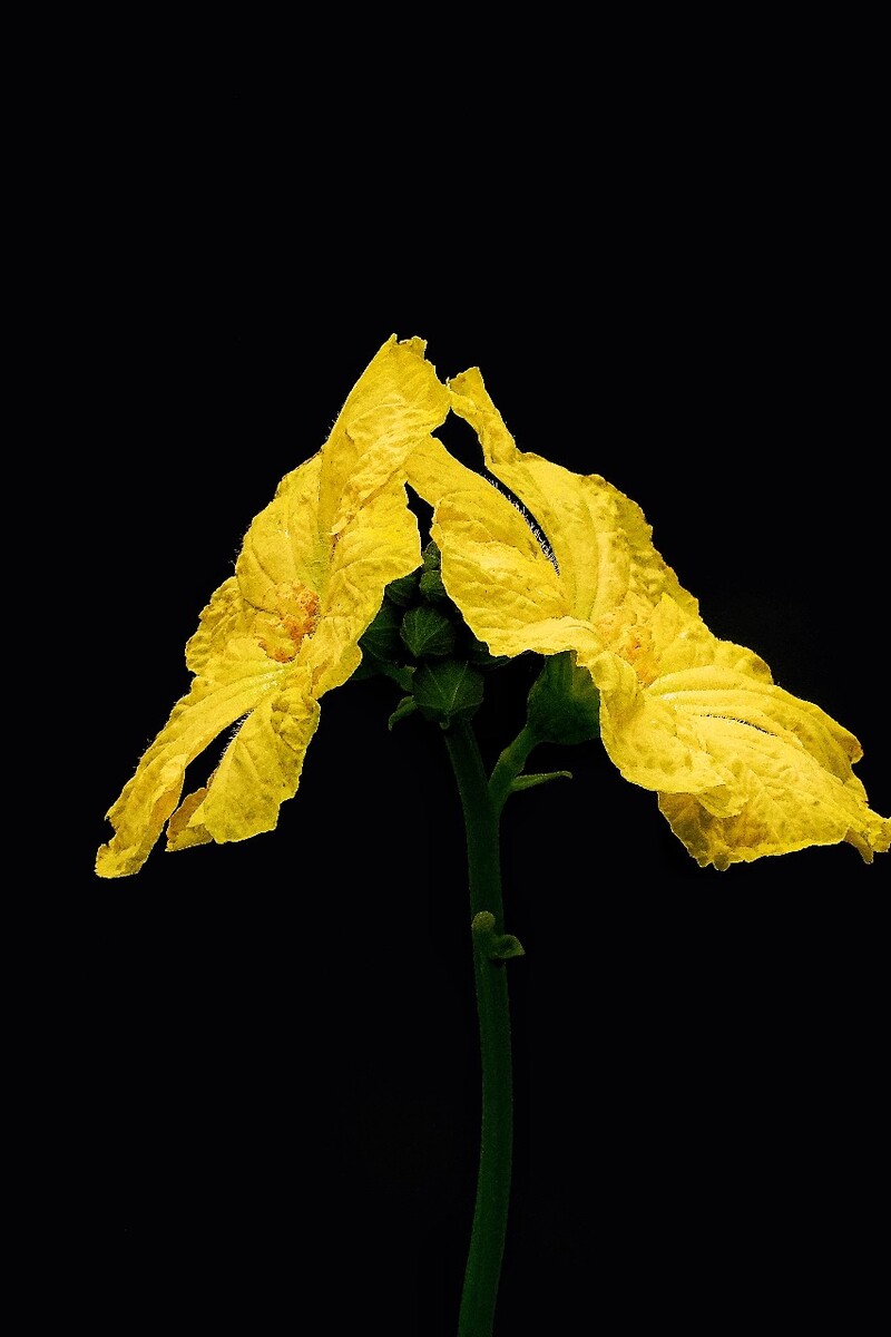 莱特币双花(莱特币值钱吗)