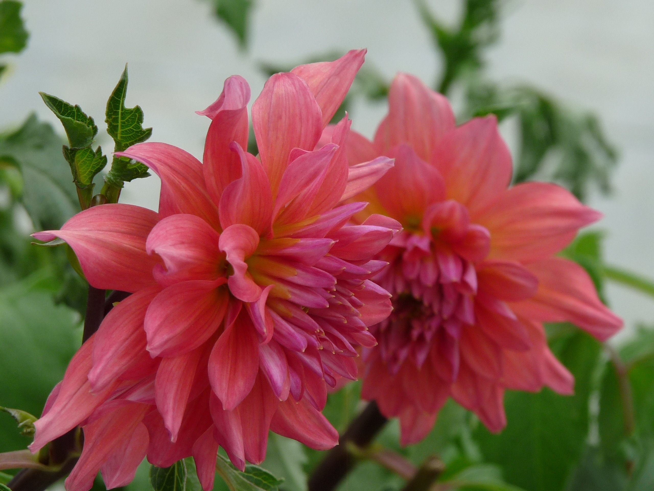 莱特币双花(莱特币值钱吗)